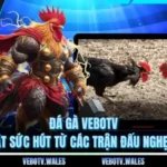 Đá Gà VEBOTV – Bí Mật Sức Hút Từ Các Trận Đấu Nghẹt Thở