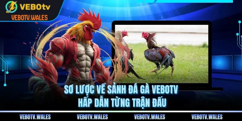 Sơ lược về sảnh đá gà VEBOTV hấp dẫn từng trận đấu